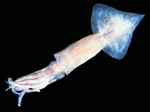 Image of Psychroteuthis glacialis (Glacial squid)
