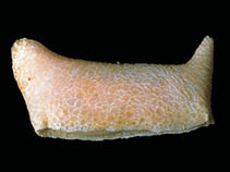Image of Psolidium poriferum 