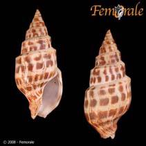 Image of Pusionella nifat 