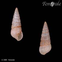 Image of Pyramidella crenulata 