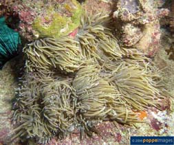 Image of Macrodactyla doreensis (Corkscrew tentacle sea anemone)