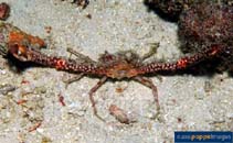 Image of Rhinolambrus contrarius (Crabs)