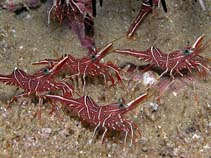 Image of Rhynchocinetes durbanensis (Hingebeak shrimp)