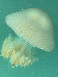Image of Rhopilema hispidum (Sand jellyfish)