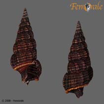 Image of Rhinoclavis sordidula (Dwarf vertagus)