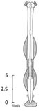 Image of Sagitta bipunctata 