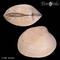 Image of Saxidomus gigantea (Washington butterclam)