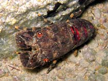 Image of Scyllarus arctus (Small European locust lobster)