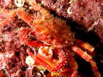 Image of Schizophrys aspera (Common decorator crab)