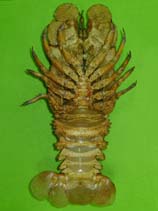 Image of Scyllarides tridacnophaga (Clamkiller slipper lobster)