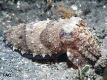 Image of Sepia aculeata (Needle cuttlefish)
