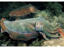 Image of Sepia apama (Australian giant cuttlefish)