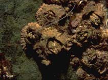 Image of Semibalanus balanoides (Northern rock barnacle)