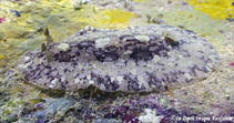Image of Sebadoris fragilis (Fragile Discodoris)
