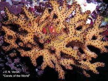 Image of Seriatopora guttatus (Bush coral)
