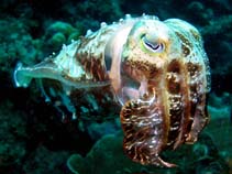Image of Ascarosepion latimanus (Broadclub cuttlefish)