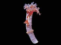 Image of Serpula narconensis (Loop worm)