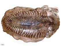 Image of Acanthosepion pharaonis (Pharaoh cuttlefish)