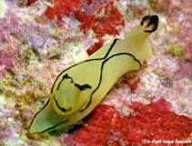 Image of Siphopteron brunneomarginatum (Darkmargin batwing slug)