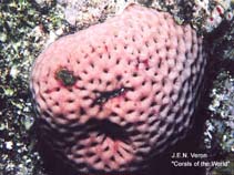 Image of Siderastrea siderea (Massive starlet coral)