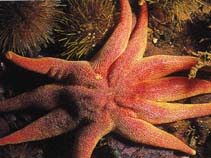 Image of Solaster endeca (Northern sun star)