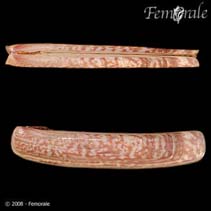 Image of Solen roseomaculatus (Pink-apotted razor shell)
