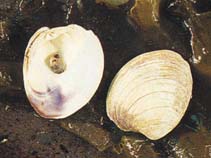 Image of Spisula solidissima (Atlantic surfclam)