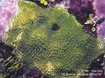 Image of Stylocoeniella armata (Thorn coral)