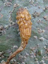 Image of Styela clava (Clubbed tunicate)
