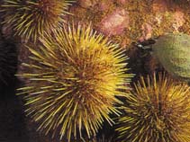 Image of Strongylocentrotus droebachiensis (Northern sea urchin)