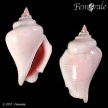 Image of Gibberulus gibberulus (Gibbose conch)