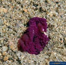 Image of Stichodactyla gigantea (Gigantic sea anemone)