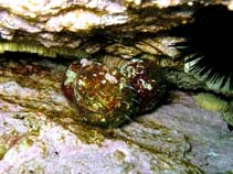 Image of Stramonita haemastoma (Red-mouthed rock shell)