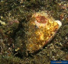 Image of Latissistrombus latissimus (Widest Pacific conch)