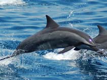 Image of Stenella longirostris (Spinner dolphin)