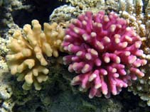 Image of Stylophora pistillata (Smooth cauliflower coral)