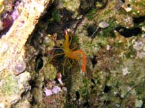 Image of Stenopus spinosus (Golden coral shrimp)