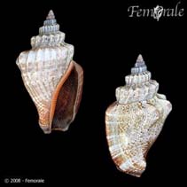 Image of Canarium urceus (Little pitcher conch)