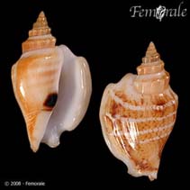 Image of Dolomena variabilis (Variable conch)