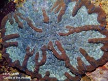 Image of Lobophyllia valenciennesii (Snake brain coral)