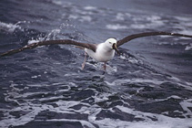Image of Thalassarche carteri (Indian yellow-nosed albatross)