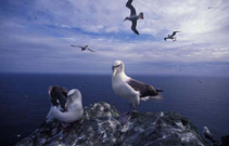 Image of Thalassarche cauta (Shy albatross)