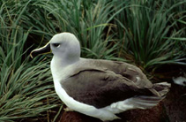 Image of Thalassarche chrysostoma (Grey-headed albatross)