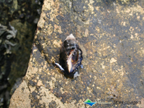 Image of Reishia clavigera (Korean common dogwhelk)