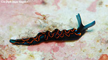Image of Thuridilla hoffae 