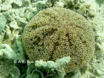 Image of Toxopneustes pileolus (Flower urchin)