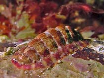 Image of Boreochiton ruber (Northern red chiton)