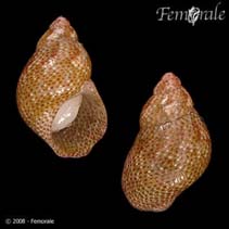 Image of Tricolia affinis (Spotted pheasant shell)