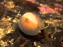 Image of Trivia arctica (Unspotted European cowrie)