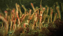 Image of Tripalea clavaria 